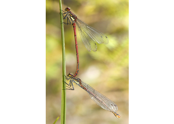 Frühe Adonislibelle (Pyrrhosoma nymphula) - © Gernot Kunz